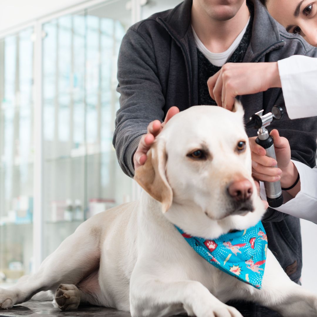 A white Labrador dog receiving diagnostic care