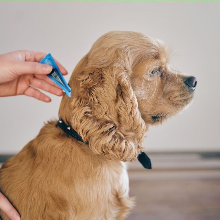 A dog receiving parasite medicine