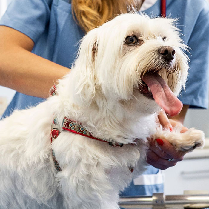 A white dog is being carefully examined by a veterinarian