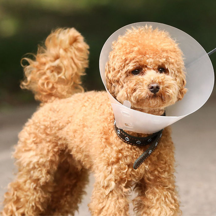 A dog adorned with a cone on its head