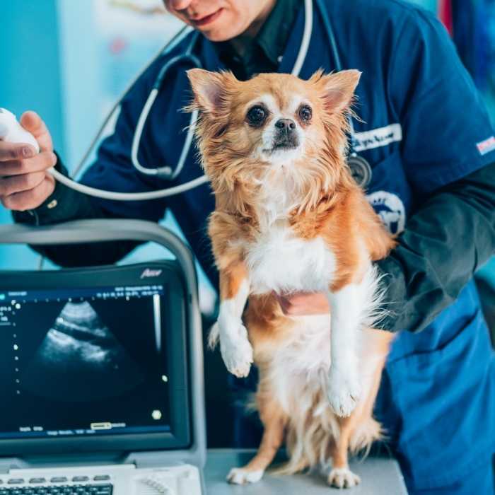 a vet is doing pet ultrasound