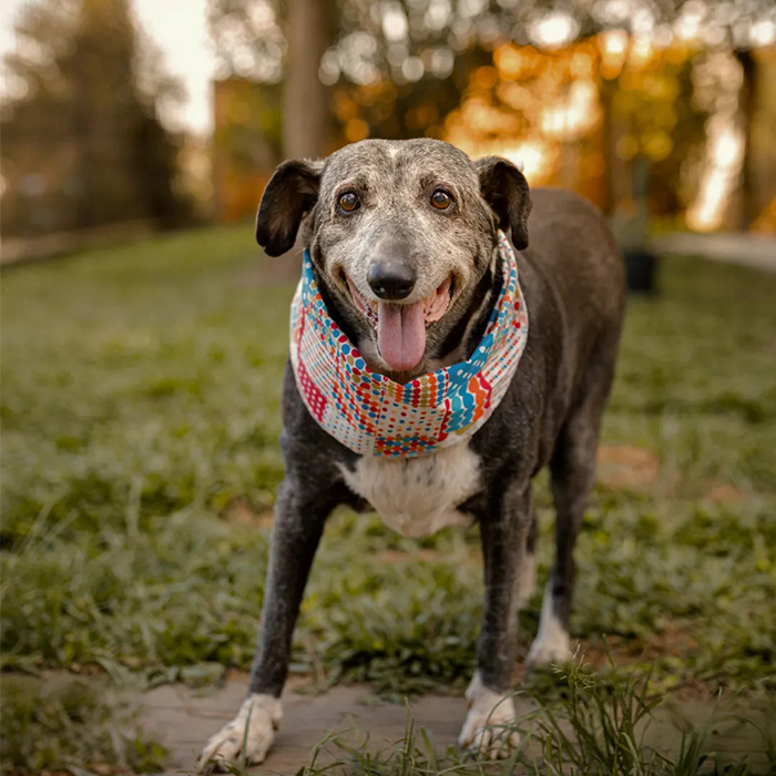 a dog wearing a colorful scarf