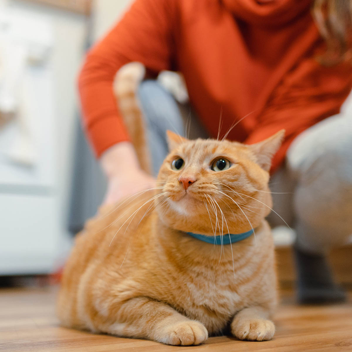 A woman gently pets an orange cat while sitting on the floor